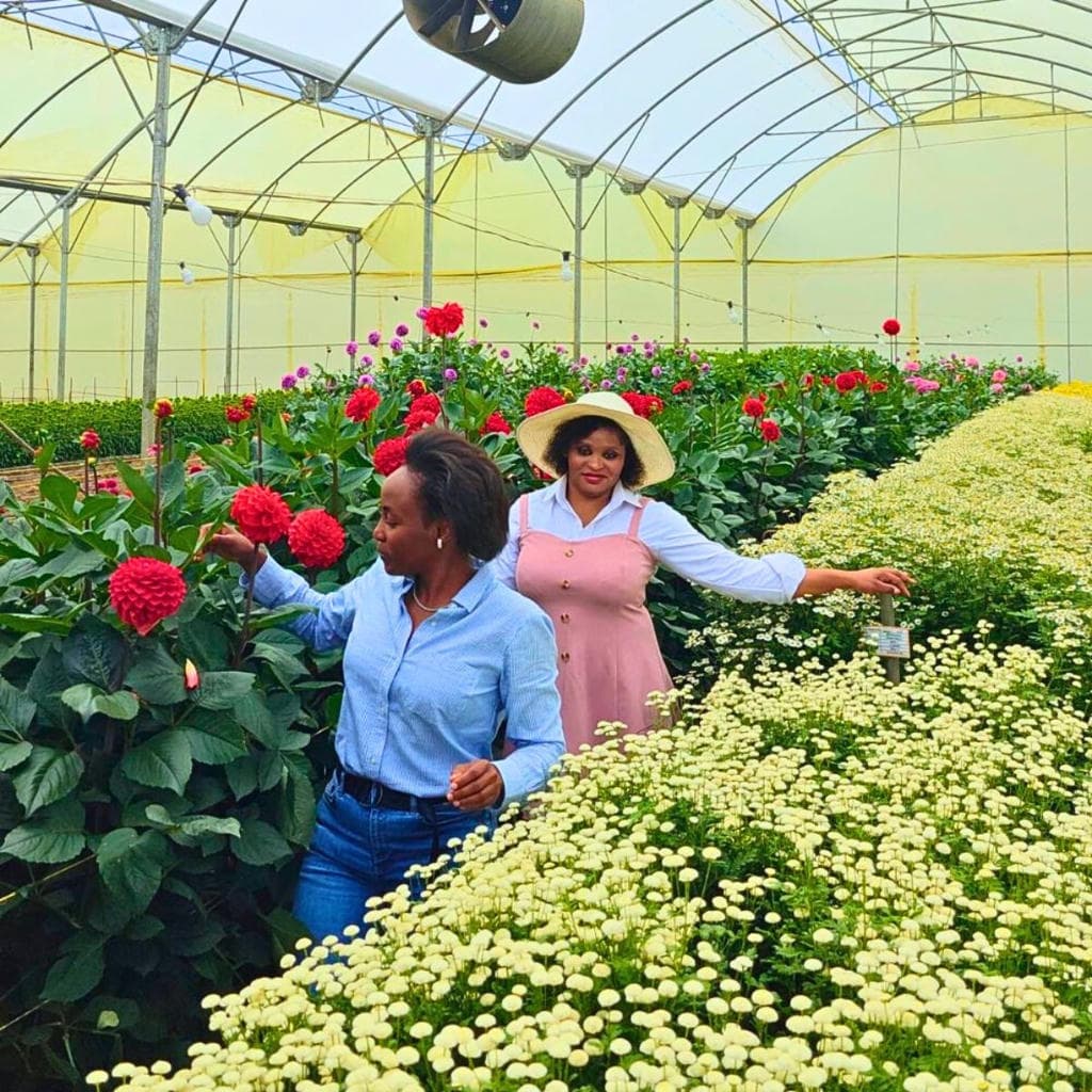 Flower growers using Floranow platform in greenhouse